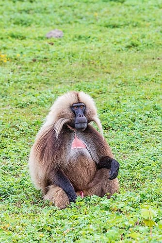 Ethiopia. North Gondar. Simien Mountains National Park. Lone male Gelada baboon. Art Print